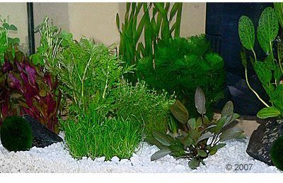 Plantes daquarium Zooplants Aquarium communautai