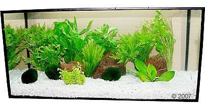 Plantes daquarium Zooplants Oasis vert clair -