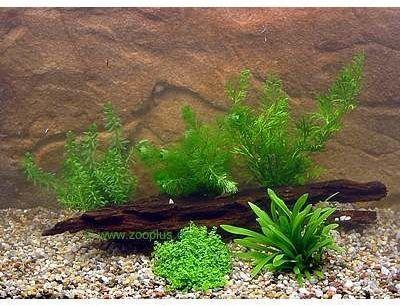 Lot de plantes pour aquarium de crevettes et de cr