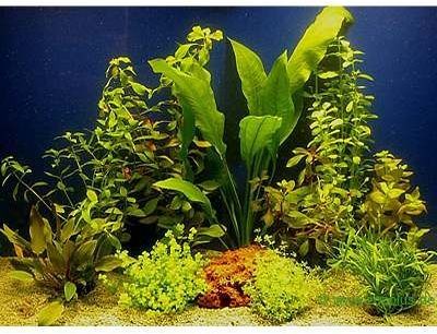 Lot de plantes pour aquarium de 80 cm - 10 plantes
