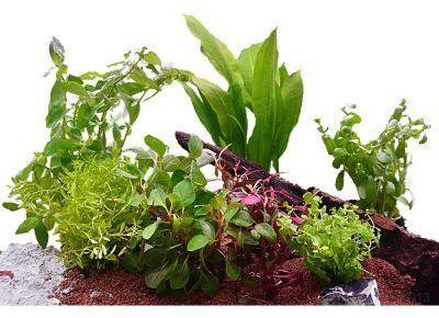 Lot de plantes pour aquarium de 60 cm - 7 plantes