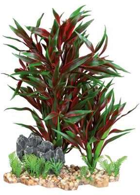 Plantes pour aquarium