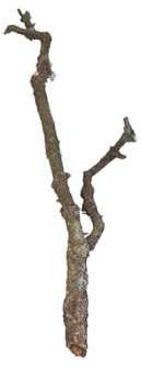 Aquavie - Branche en Liège pour Terrarium - 3Kg Aquavie - Branche en Liège