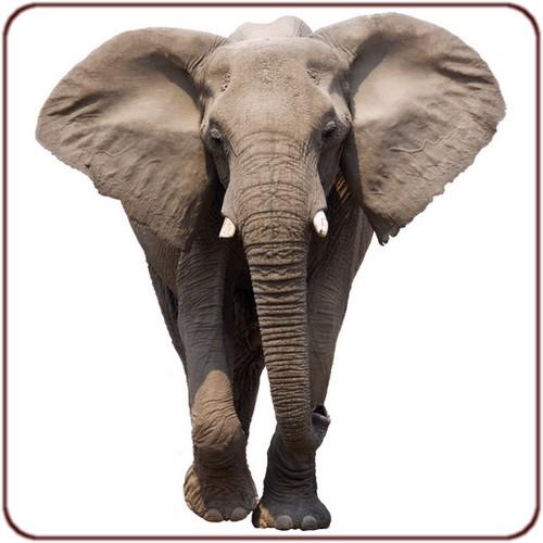 Sticker éléphant