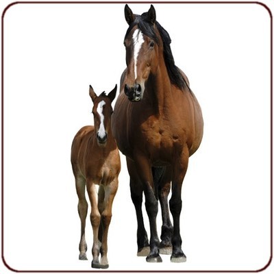Sticker Cheval et Poulain