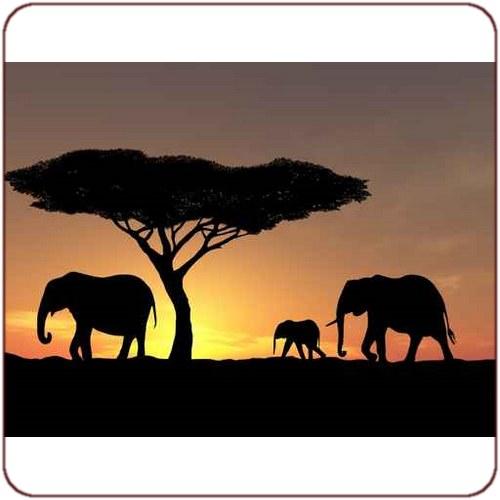 Poster Elephants
