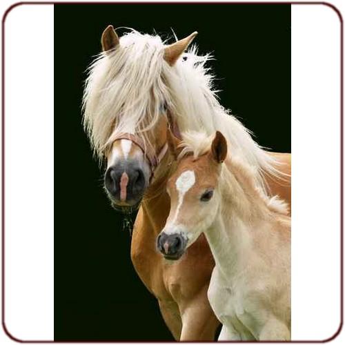 Poster chevaux jument et poulain