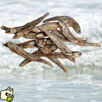 ANCHOIS SECHE Chat ANCHOIS SECHE Chat