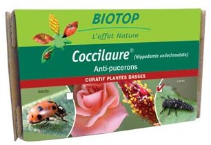 Larves de coccinelles spéciales rosiers par 30