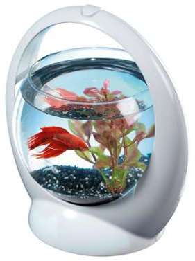 Aquarium boule design poisson combattant