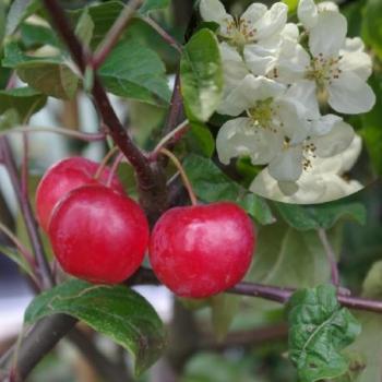 Pommetier - Malus Red Sentinel Pommetier - Malus Red Sentinel