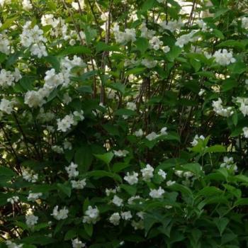 Séringat - Philadelphus Virginal Séringat - Philadelphus Virginal