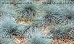 Fétuque bleue 2 ans - Pot de 1 litre 4 99 EUR Fétuque bleue 2 ans - Pot