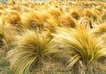 Cheveux d ange 2 ans - Pot de 1 litre 4 99 EUR Cheveux d ange 2 ans - Pot