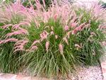 Herbe aux écouvillons oriental rose 3 ans - Pot de Herbe aux écouvillons oriental
