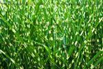 Eulalie panachée jaune vert 3 ans - Pot de 1 litre Eulalie panachée jaune vert