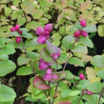 Symphorine - Symphoricarpos doorenbosii Magic Berry Symphorine - Symphoricarpos