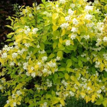 Séringat - Philadelphus cor Aureus Séringat - Philadelphus cor
