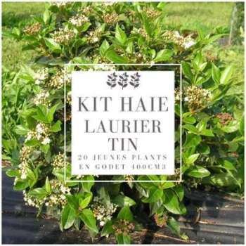 Kit Haie Laurier Tin (Viburnum Tinus) - Haie en Kit Kit Haie Laurier Tin (Viburnum