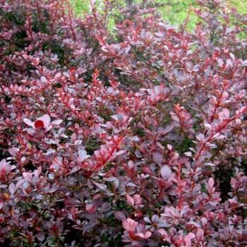 Epine-vinette - Berberis thunbergii Atropurpurea Epine-vinette - Berberis thunbergii