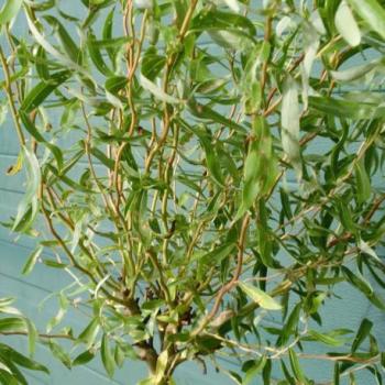 Saule tortueux - Salix Caradoc Saule tortueux - Salix Caradoc