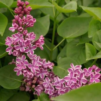 Lilas commun - Syringa vulgaris Sensation Lilas commun - Syringa vulgaris