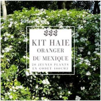 Kit Haie Oranger Du Mexique (Choisya Ternata) - Haie Kit Haie Oranger Du Mexique
