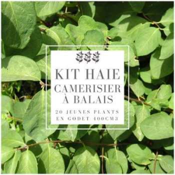 Kit Haie Camerisier à balais (Lonicera Xylosteum) - Kit Haie Camerisier à balais