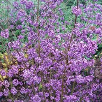 Callicarpe - Callicarpa bod Profusion Callicarpe - Callicarpa bod