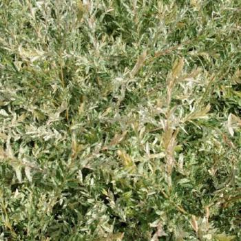 Saule crevette - Salix integra Hakuro Nishiki Saule crevette - Salix integra