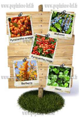 Haie defensive Le DEMI KIT de 8 plantes pour 7 a 8