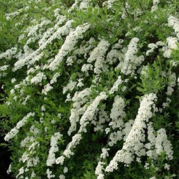 Spirée - Spirea cinerea Grefsheim Spirée - Spirea cinerea Grefsheim