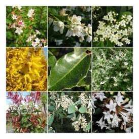 Kit Haie Fleurie - Haie en Kit - 20 Jeunes Plants Kit Haie Fleurie - Haie en