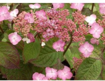 Hydrangea - Hydrangea serrata AVELROZ (R) Dolmyf Hydrangea - Hydrangea serrata