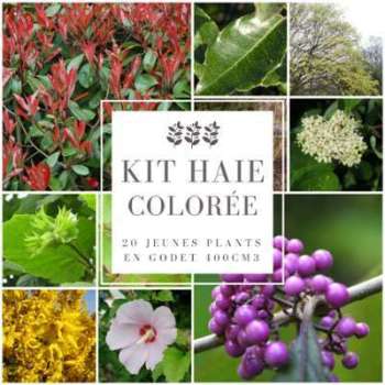 Kit Haie Colorée - Haie en Kit - 20 Jeunes Plants Kit Haie Colorée - Haie en