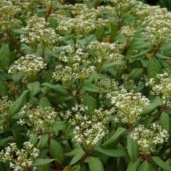 Boule de neige - Viburnum globosum Jermyns Globe Boule de neige - Viburnum