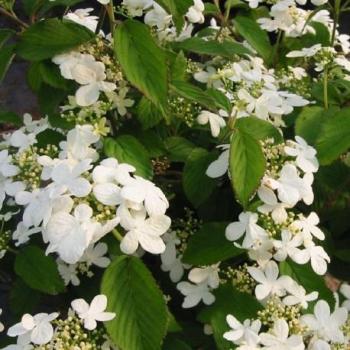 Boule de neige - Viburnum plicatum Watanabe Boule de neige - Viburnum