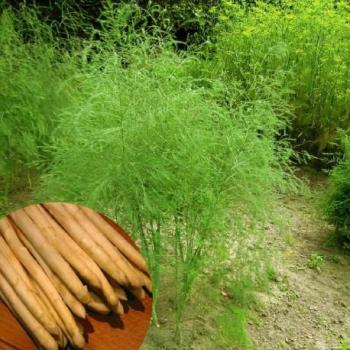 Asperge - Asparagus officinalis Argenteuil Asperge - Asparagus officinalis