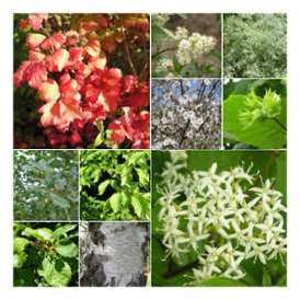 Kit Haie Brise-Vent - Haie en Kit - 20 Jeunes Plants Kit Haie Brise-Vent - Haie