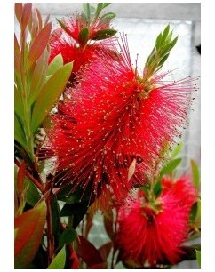 Callistemon laevis : rince-bouteilles