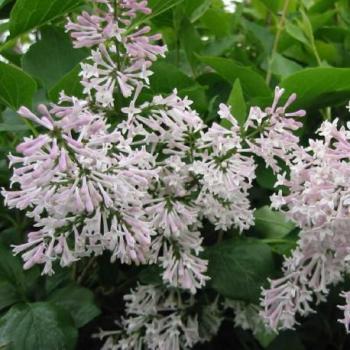 Lilas - Syringa patula Miss Kim Lilas - Syringa patula Miss