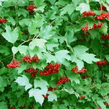 Viorne obier - Viburnum opulus Viorne obier - Viburnum opulus