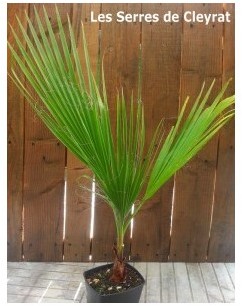 Washingtonia filifera : Palmier jupon, Palmier de