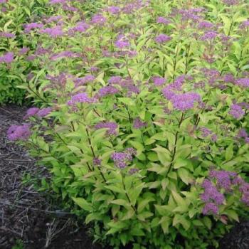 Spirée du Japon - Spirea jap Firelight Spirée du Japon - Spirea jap