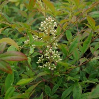 Bambou sacré - Nandina domestica Richmond Bambou sacré - Nandina domestica