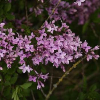 Lilas - Syringa protolaciniata Kabul Lilas - Syringa protolaciniata