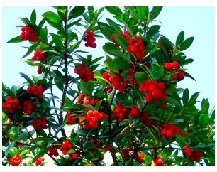 Arbousier : Arbutus unedo