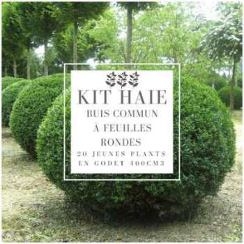 Kit Haie Buis Commun à Feuilles Rondes (Buxus Sempervirens Kit Haie Buis Commun à Feuilles