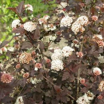 Physocarpe - Physocarpus opulifolius Diabolo (R) Physocarpe - Physocarpus opulifolius