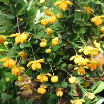 Epine-vinette - Berberis buxifolia Nana Epine-vinette - Berberis buxifolia